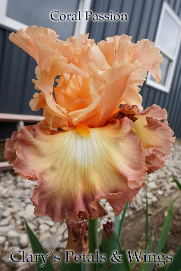 CORAL PASSION - 2013 - TB - Fragrant