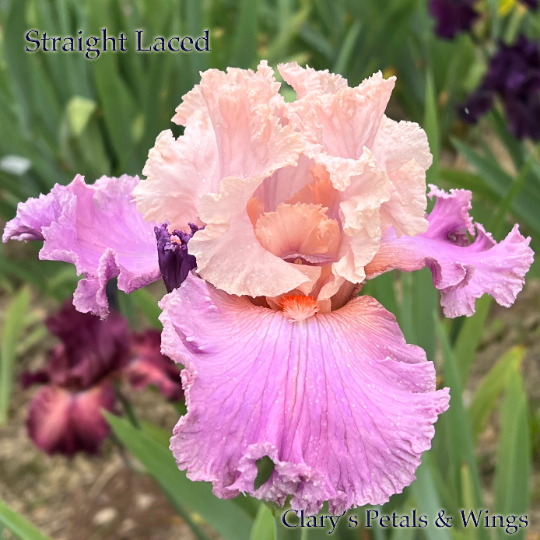 STRAIGHT LACED - 2007 - TB - Fragrant