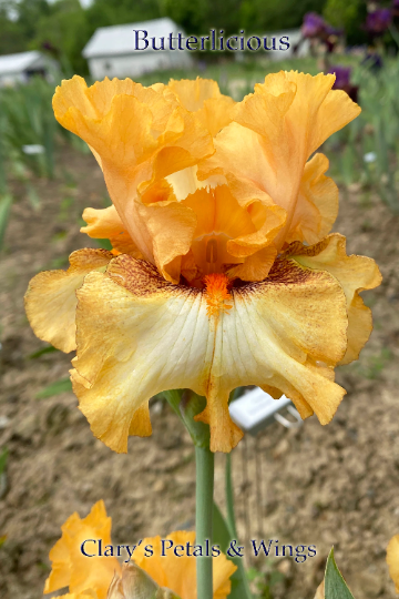 BUTTERLICIOUS - 2018 - TB