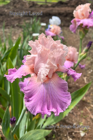 STRAIGHT LACED - 2007 - TB - Fragrant