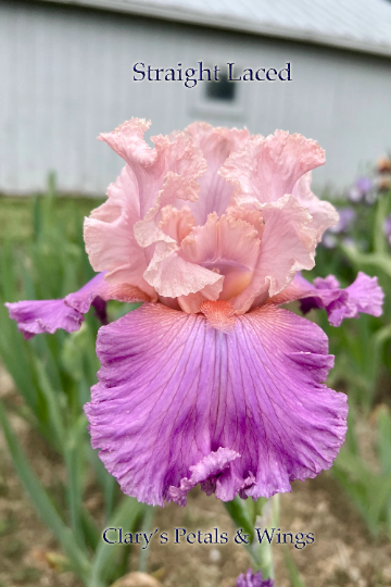 STRAIGHT LACED - 2007 - TB - Fragrant