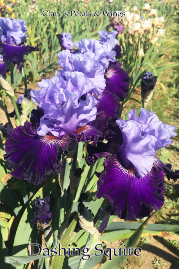 DASHING SQUIRE - 2014 - TB - Fragrant