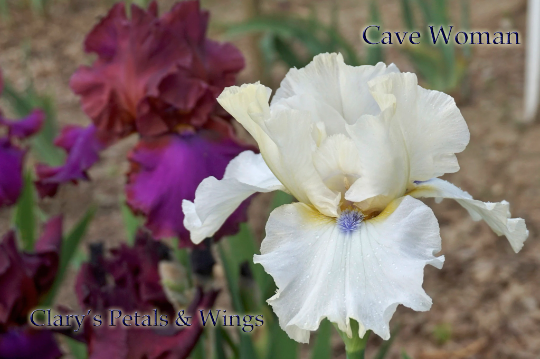 CAVE WOMAN - 2013 - TB - Fragrant