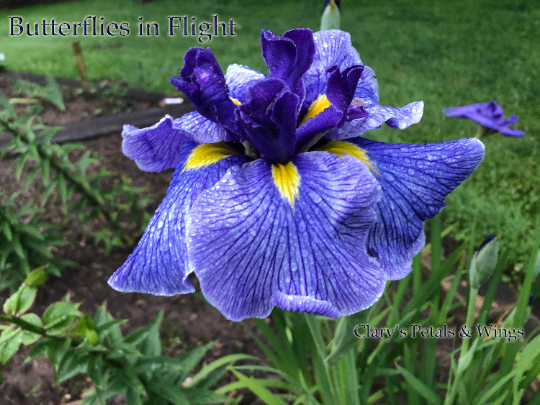 BUTTERFLIES IN FLIGHT - Ensata - Japanese Iris