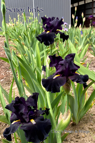 SENOR JINKS - 2018 - TB