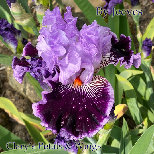 BY JEEVES - 2008 - TB - Fragrant