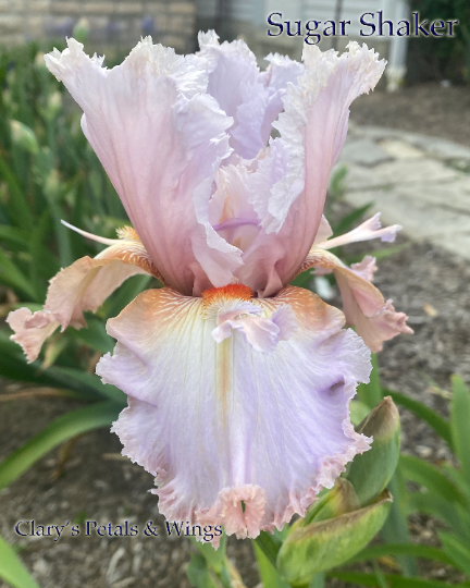 SUGAR SHAKER - 2013 - TB - Fragrant