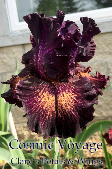 COSMIC VOYAGE - 2017 - TB