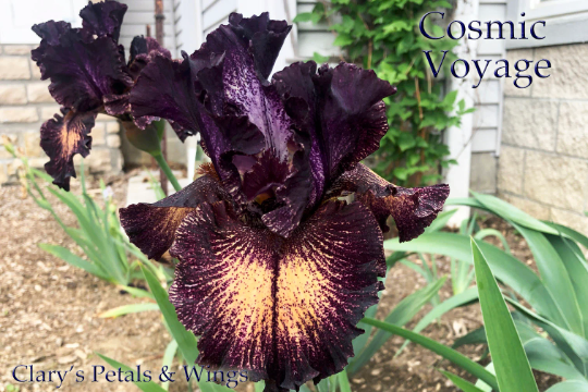 COSMIC VOYAGE - 2017 - TB