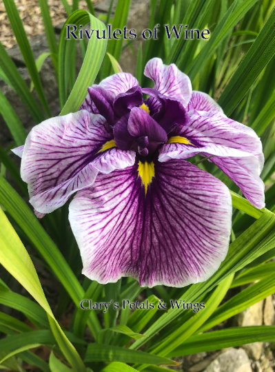 RIVULETS OF WINE - Ensata - Japanese Iris