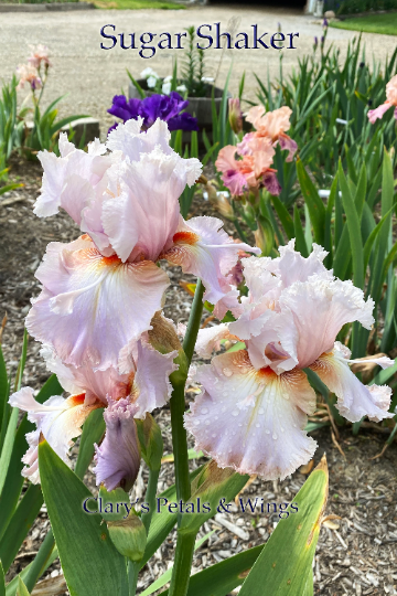 SUGAR SHAKER - 2013 - TB - Fragrant