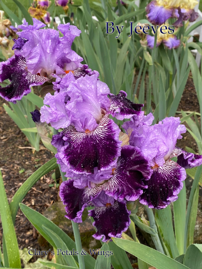 BY JEEVES - 2008 - TB - Fragrant