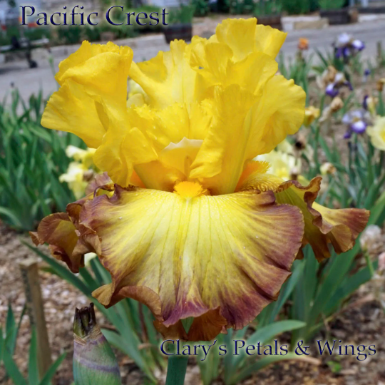PACIFIC CREST 2012 TB-Reblooming & Fragrant