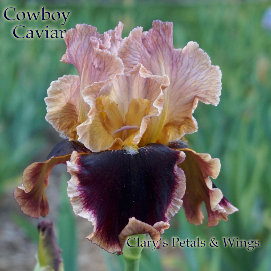 COWBOY CAVIAR - 2013 - TB