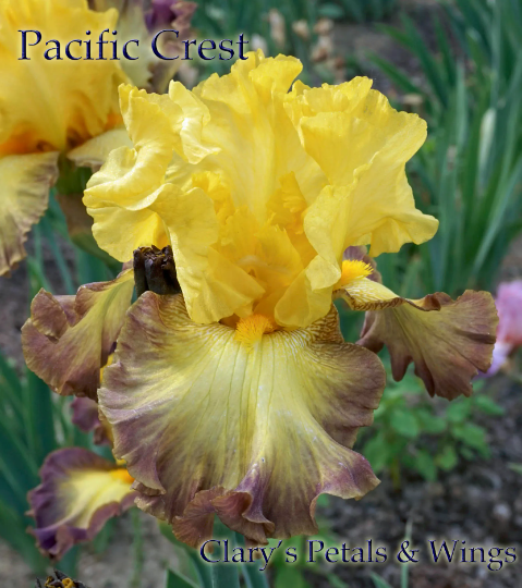 PACIFIC CREST 2012 TB-Reblooming & Fragrant