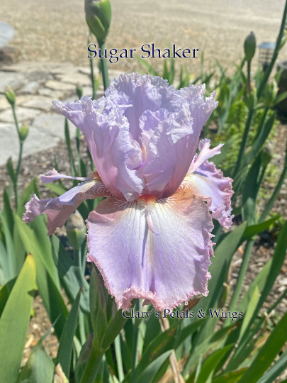 SUGAR SHAKER - 2013 - TB - Fragrant