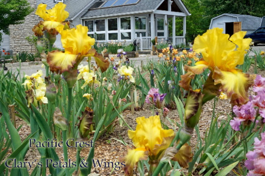 PACIFIC CREST 2012 TB-Reblooming & Fragrant