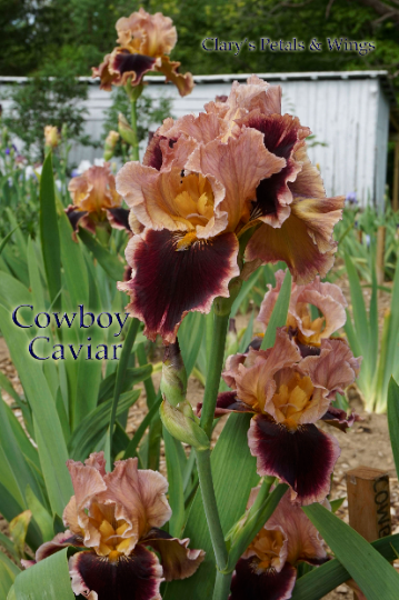 COWBOY CAVIAR - 2013 - TB