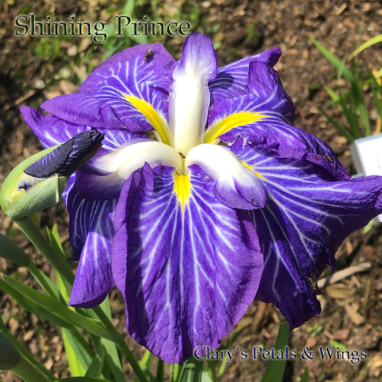 SHINING PRINCE - Ensata - Japanese Iris