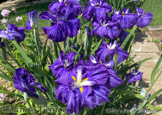 SHINING PRINCE - Ensata - Japanese Iris