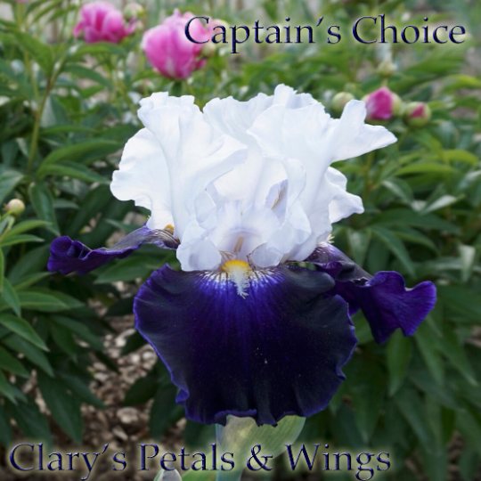 CAPTAIN'S CHOICE - 2009 - TB - Reblooming