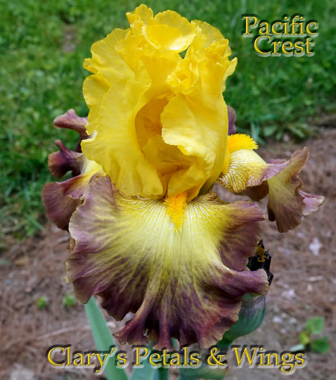 PACIFIC CREST 2012 TB-Reblooming & Fragrant