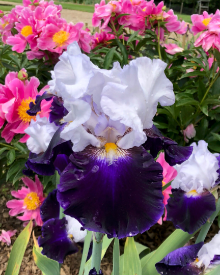 CAPTAIN'S CHOICE - 2009 - TB - Reblooming