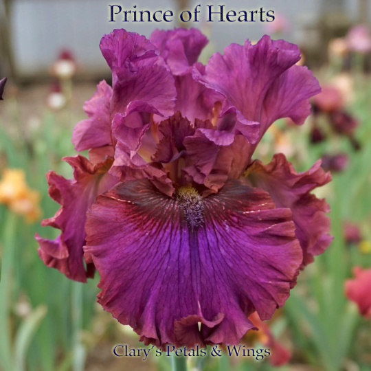 PRINCE OF HEARTS 2010 TB