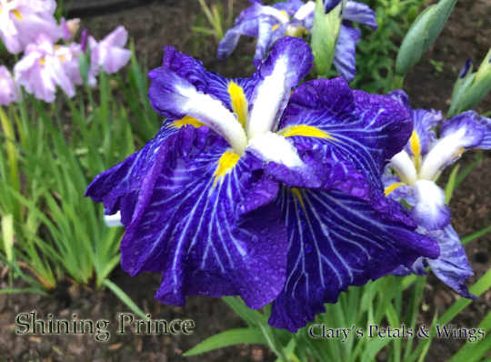 SHINING PRINCE - Ensata - Japanese Iris