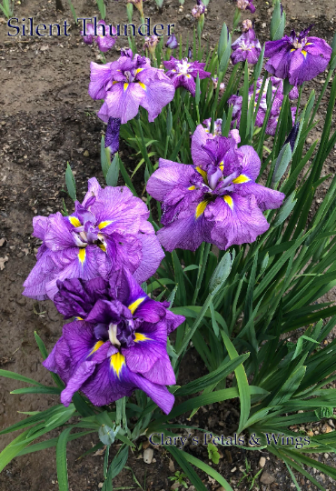 SILENT THUNDER - Ensata - Japanese Iris