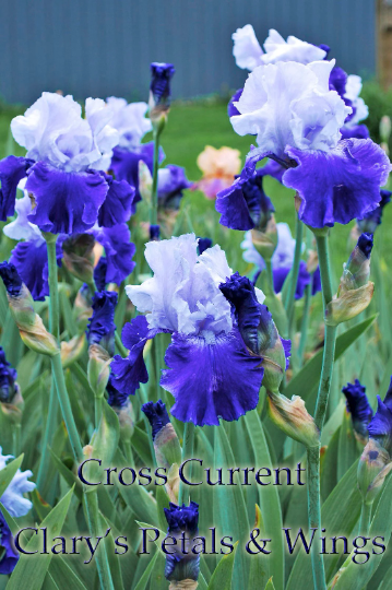 CROSS CURRENT - 1995 - TB