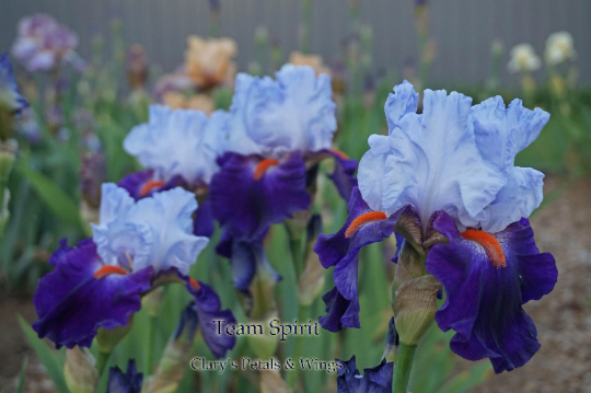 TEAM SPIRIT - 2005 - TB - Fragrant