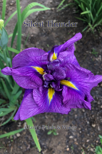 SILENT THUNDER - Ensata - Japanese Iris