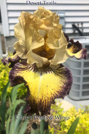 DESERT TRAILS - 2017 - TB