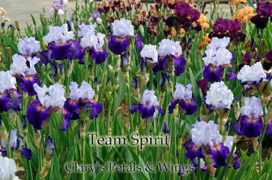 TEAM SPIRIT - 2005 - TB - Fragrant