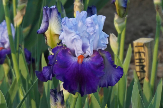 TEAM SPIRIT - 2005 - TB - Fragrant