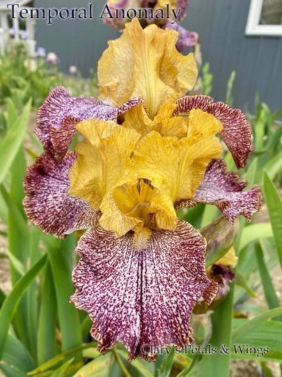 TEMPORAL ANOMALY - 2007 - TB - Fragrant