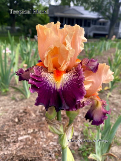 TROPICAL MOOD - 2016 -TB - Fragrant