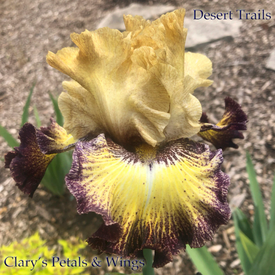 DESERT TRAILS - 2017 - TB