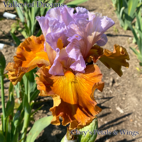 VALLEY OF DREAMS - 2015 - TB