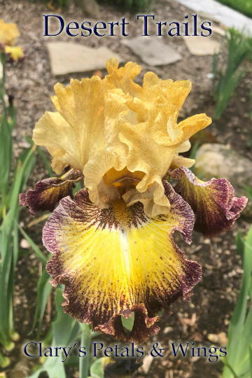 DESERT TRAILS - 2017 - TB