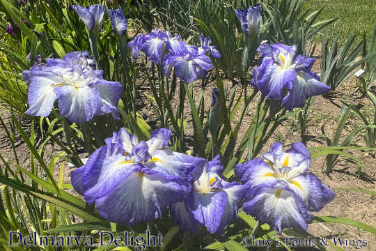 DELMARVA DELIGHT - Ensata - Japanese Iris