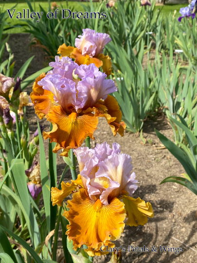 VALLEY OF DREAMS - 2015 - TB