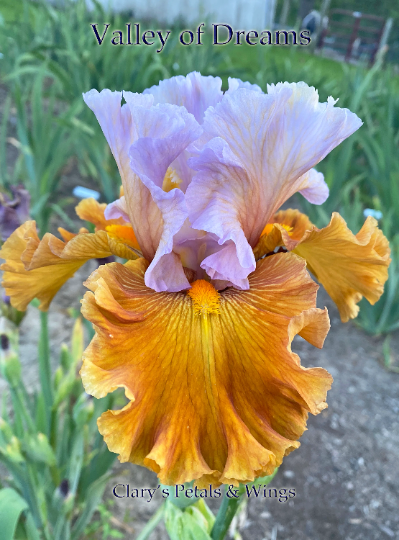 VALLEY OF DREAMS - 2015 - TB