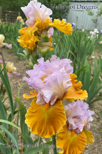 VALLEY OF DREAMS - 2015 - TB