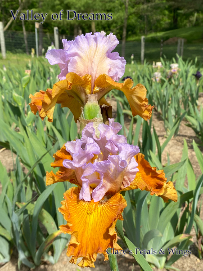 VALLEY OF DREAMS - 2015 - TB