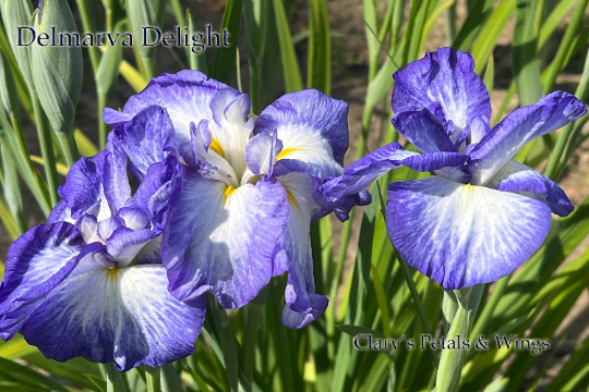 DELMARVA DELIGHT - Ensata - Japanese Iris
