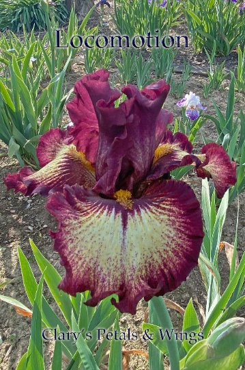 LOCOMOTION 2017 TB- Fragrant