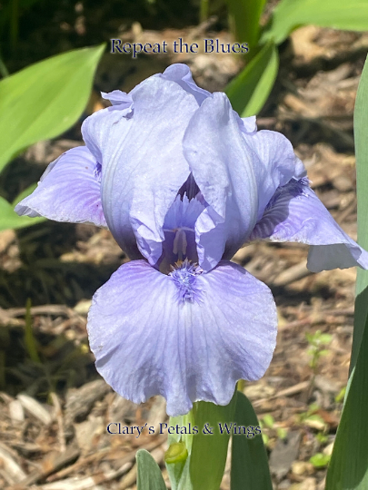 REPEAT THE BLUES - 2016 SDB - Reblooming & Fragrant