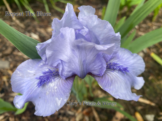 REPEAT THE BLUES - 2016 SDB - Reblooming & Fragrant